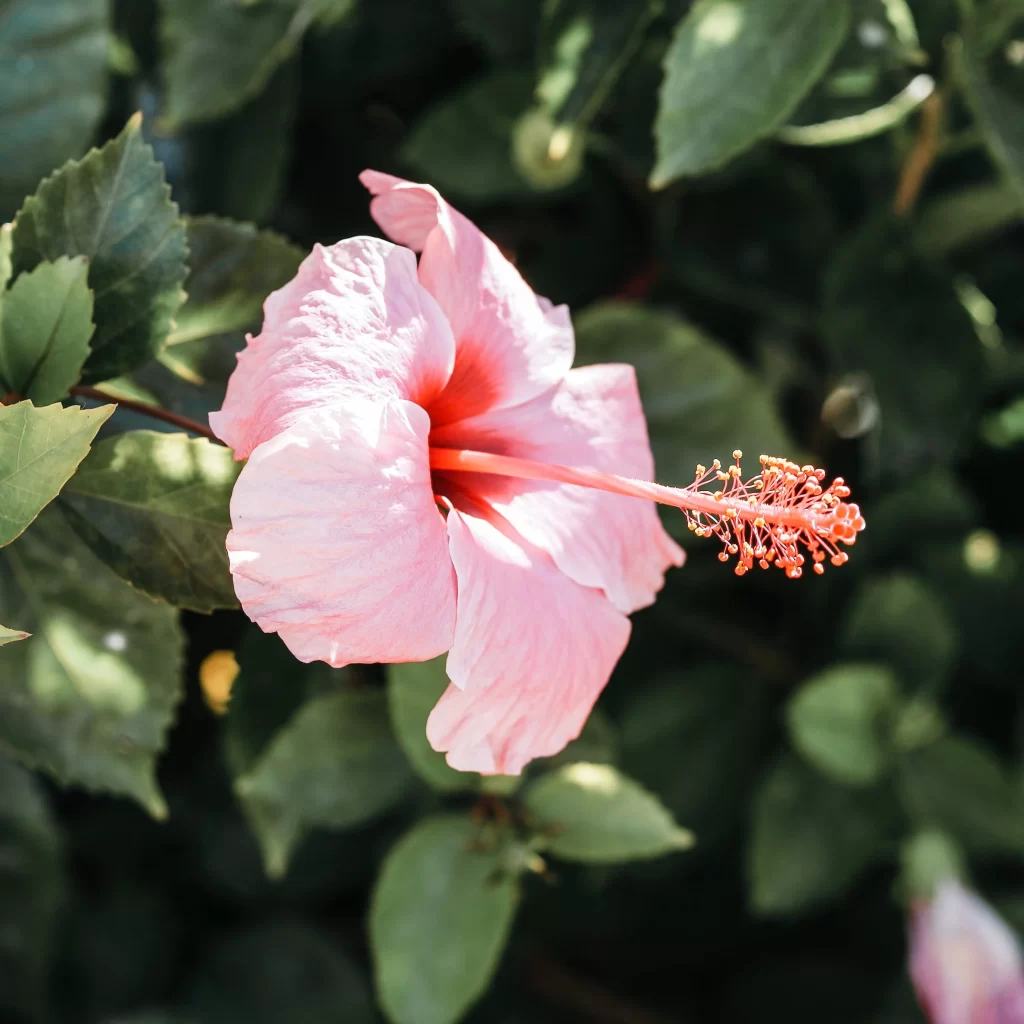 Pink Hibiscus Petals Stamen Green gray Leaves