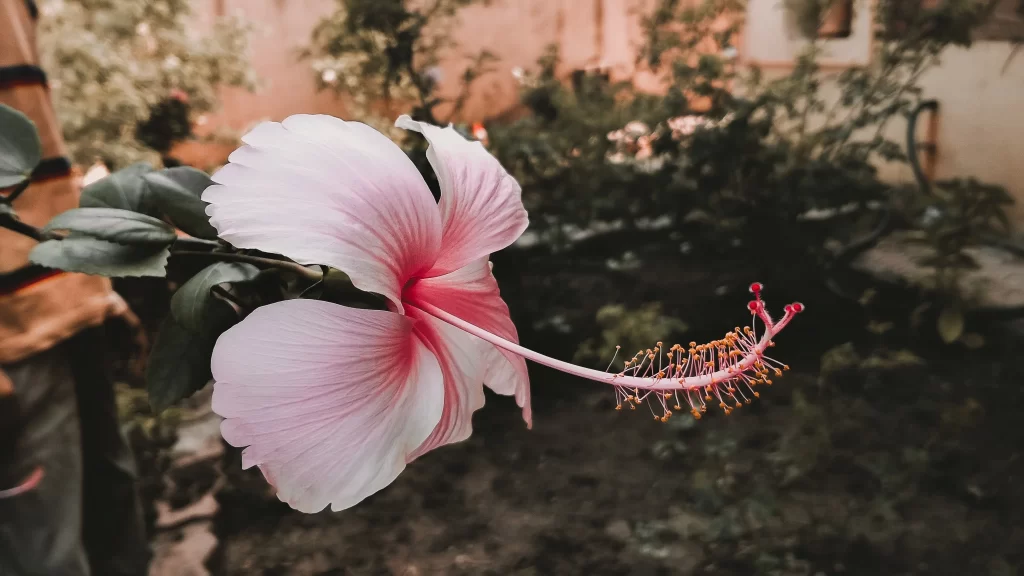 Pink Hibiscus Petals Stamen Green gray Leaves
