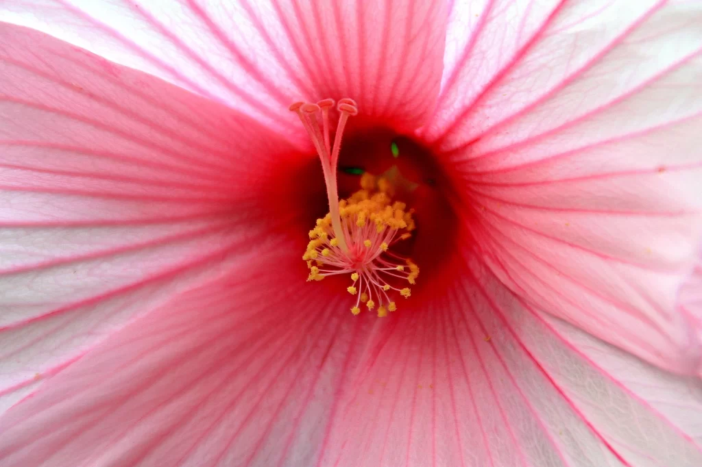 Pink Hibiscus Petals Stamen Center