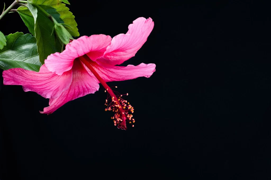 Pink Hibiscus Petals Stamen Green dark Leaves