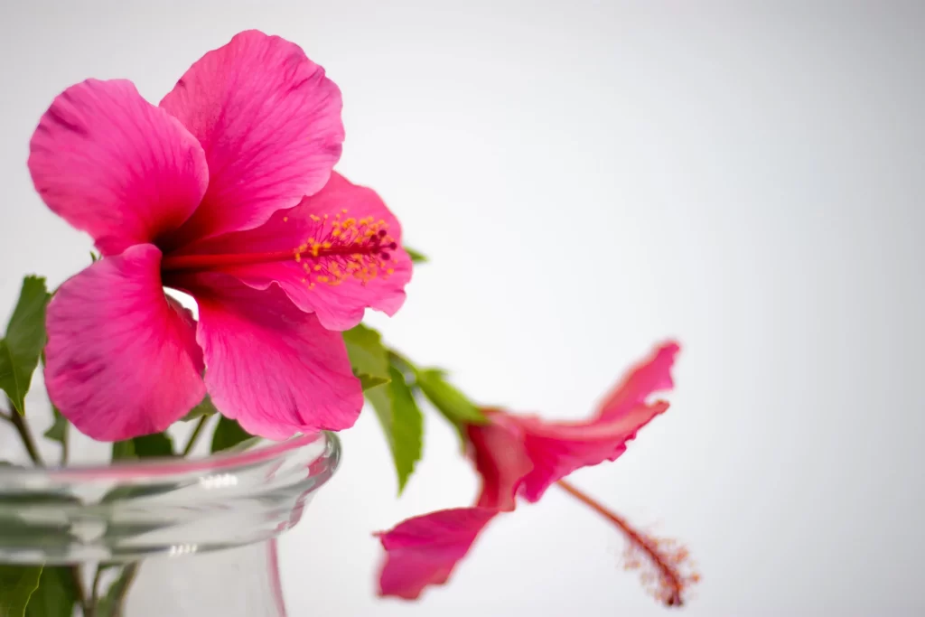 Pink Hibiscus Petals Stamen Vase