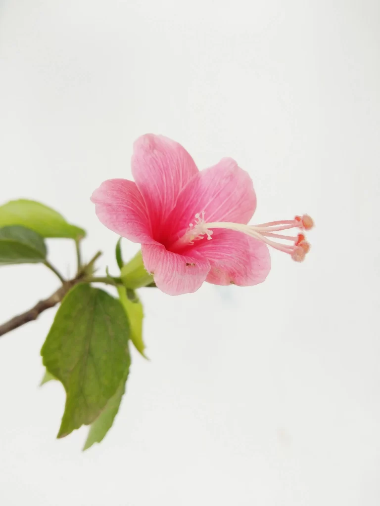 Pink Hibiscus Petals Stamen Leaves