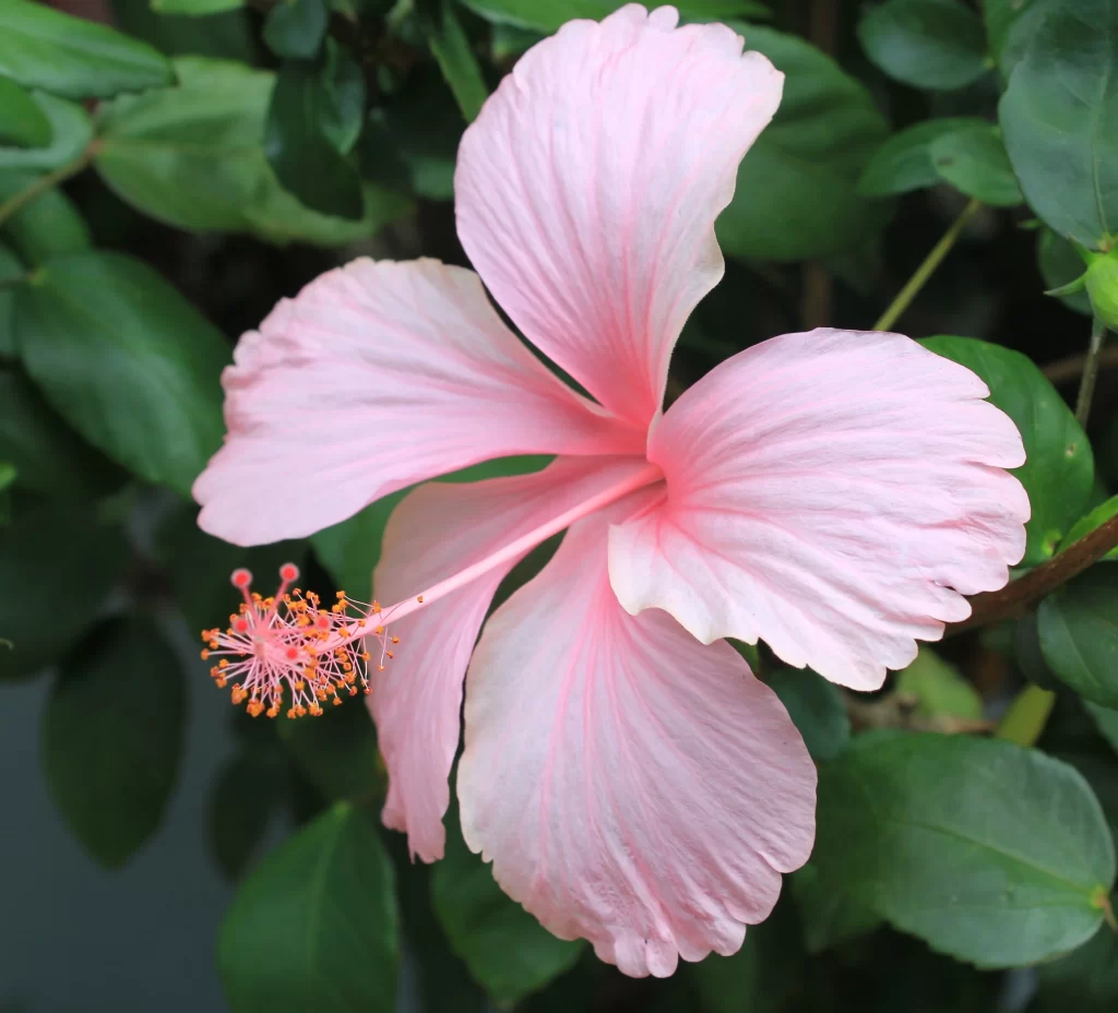 Pink Hibiscus Petals Stamen Green gray Leaves
