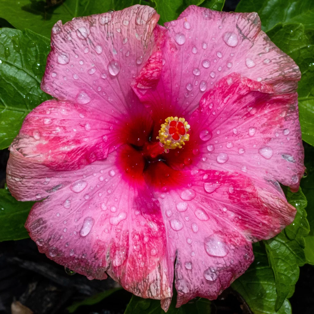 Pink Hibiscus Petals Waterdrops Green Leaves