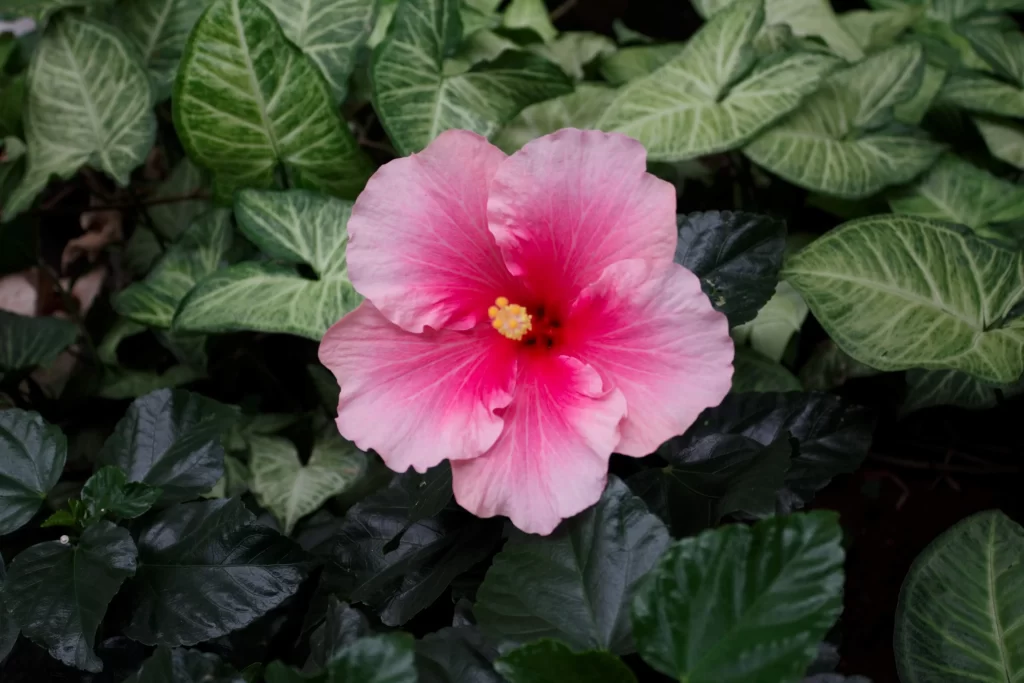 Pink Hibiscus Petals Yellow Center Green Leaves