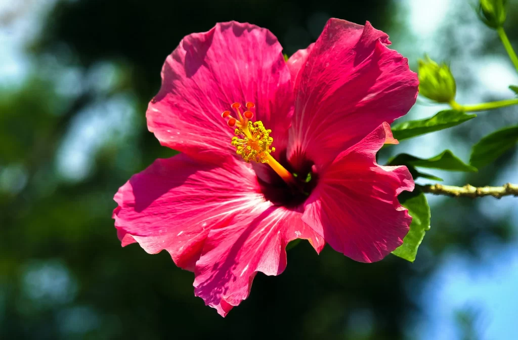 Pink Hibiscus Petals Yellow Stamen
