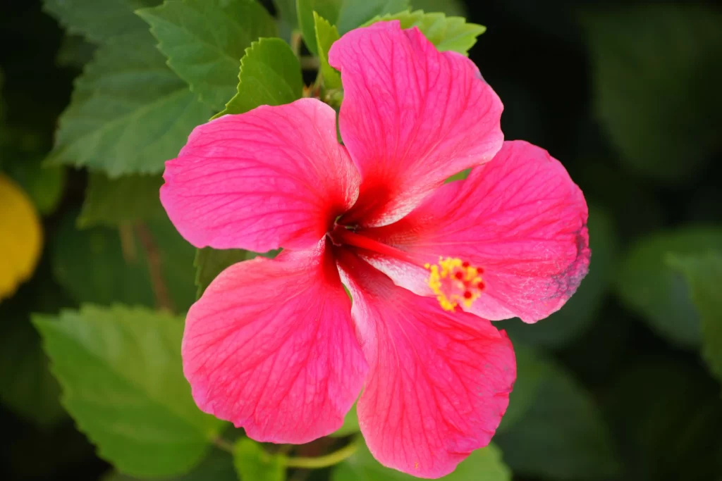 Pink Hibiscus Petals Yellow Stamen Green Leaves