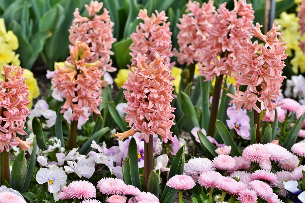 Pink Hyacinth Bloom Petals Dense gray Cluster