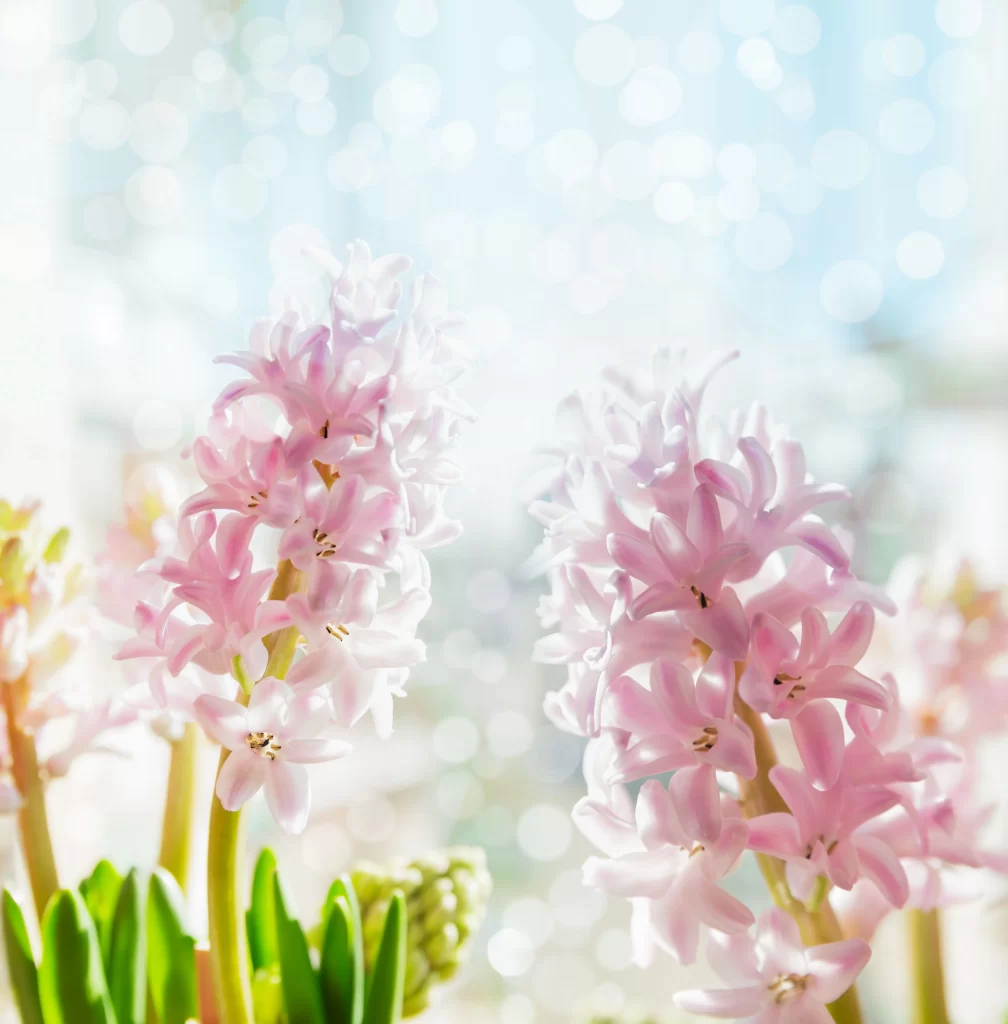 Pink Hyacinth Bloom Petals Sunlight