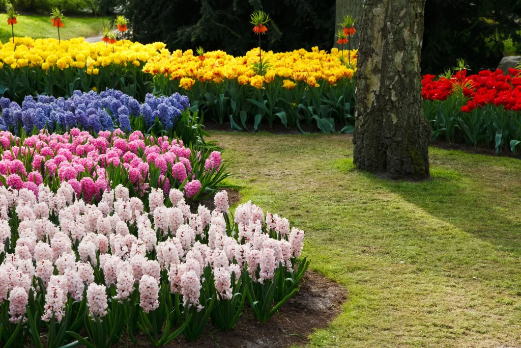 Pink Hyacinth Bloom Petals Garden