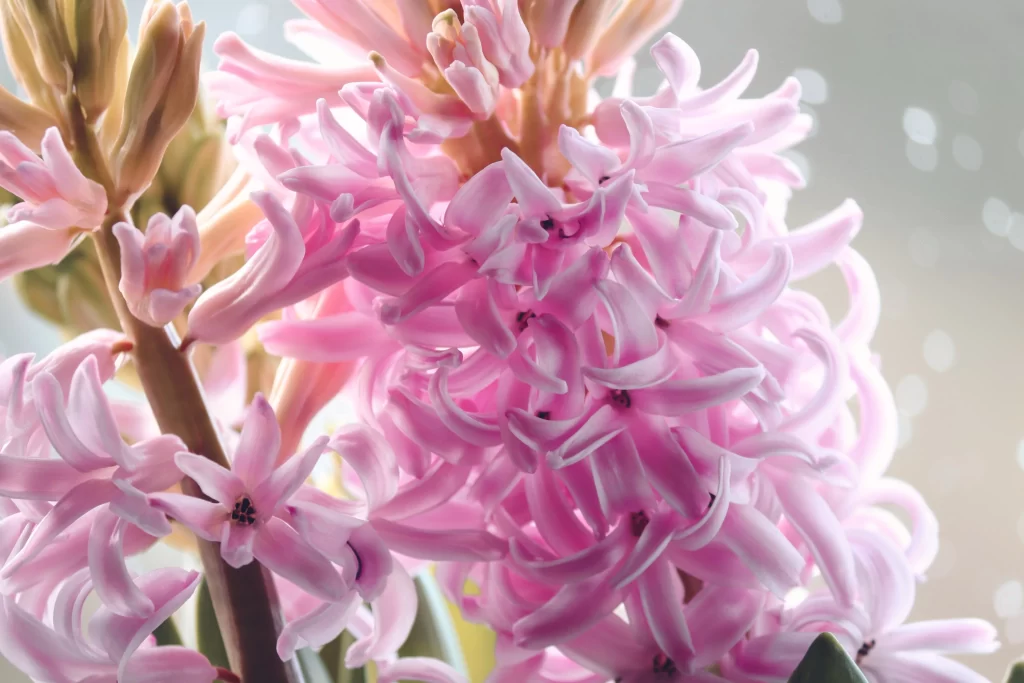 Pink Hyacinth Bloom Petals Dense warm Cluster