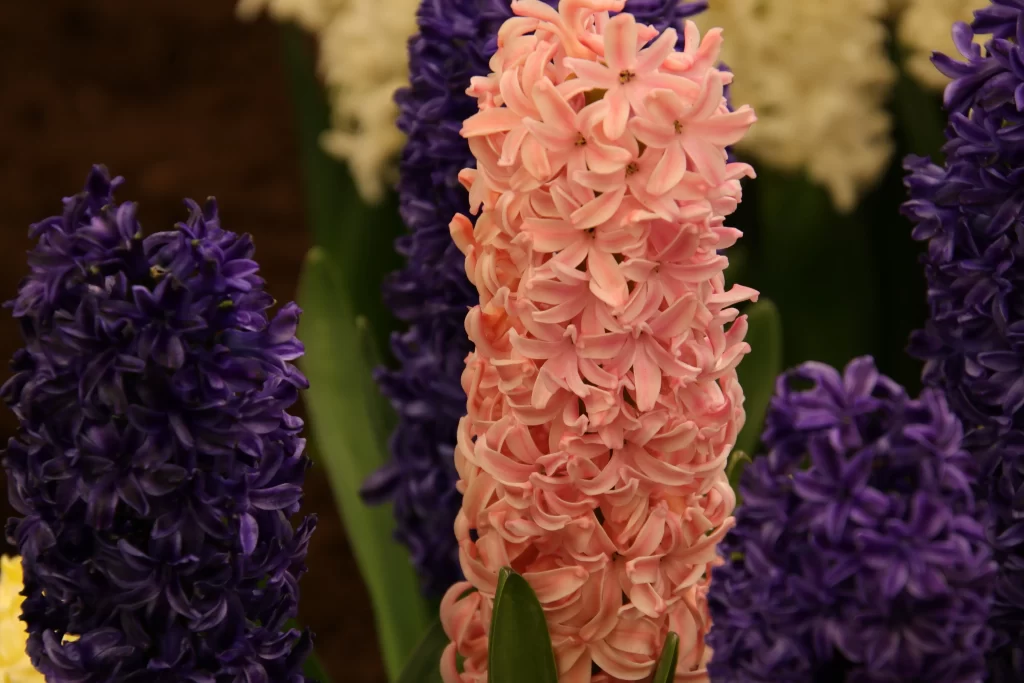 Pink Hyacinth Bloom Petals Purple