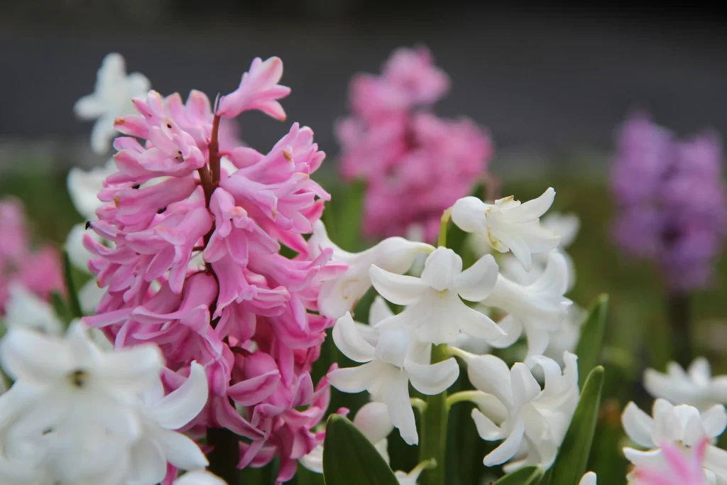 Pink Hyacinth Blooming Petals White Purple