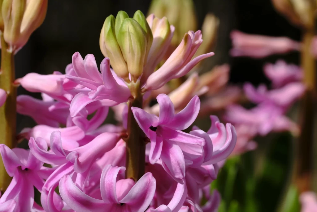 Pink Hyacinth Blooming Petals Vibrant