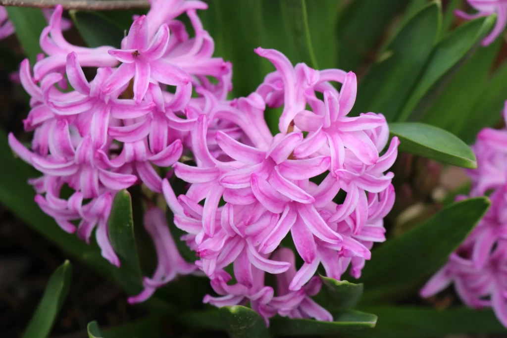Pink Hyacinth Blooming Petals Dense Cluster