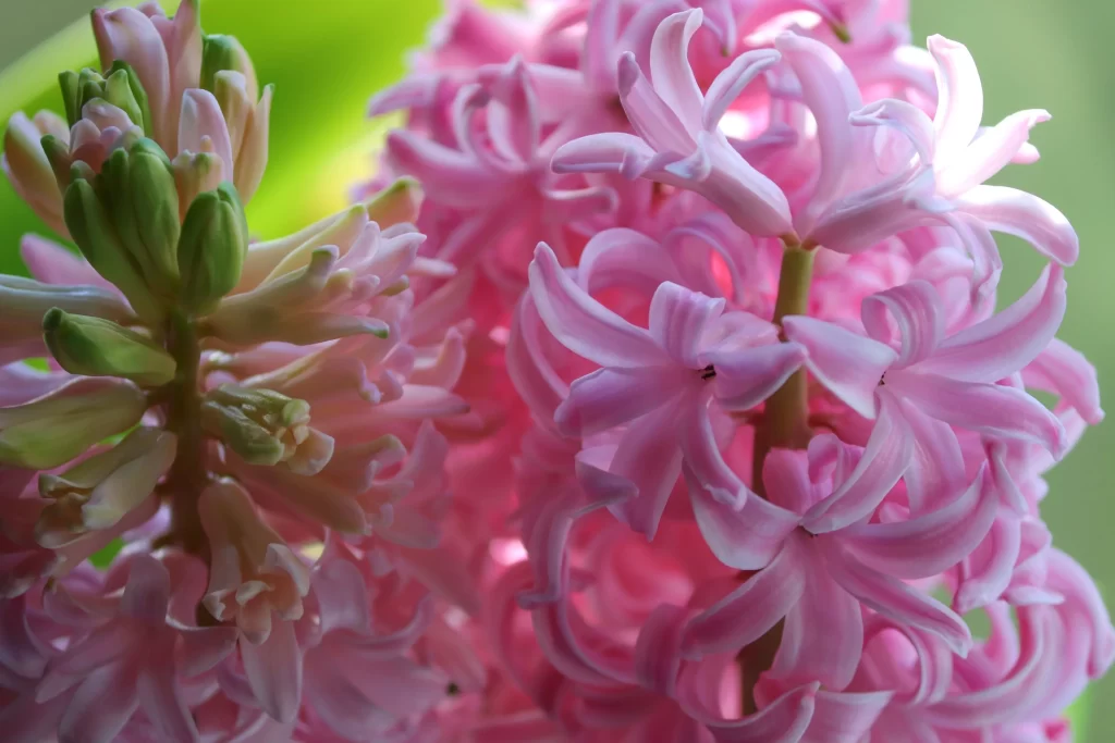 Pink Hyacinth Blooming Petals Curved Green