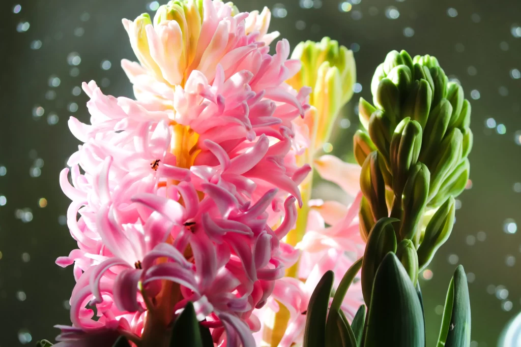 Pink Hyacinth Blooming Petals Green Buds
