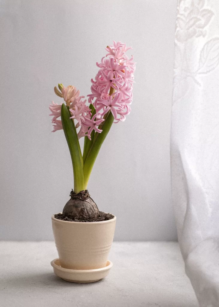 Pink Hyacinth Blooming Petals Green Leaves