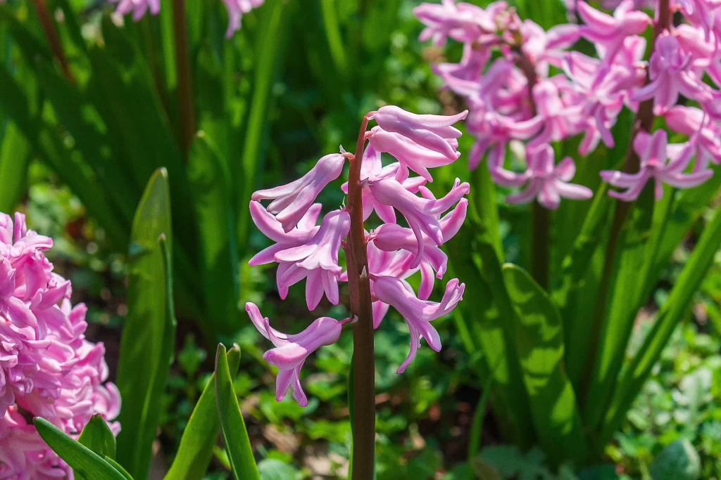 Pink Hyacinth Blooming Petals Greenery