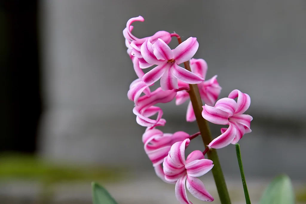 Pink Hyacinth Blooming Petals Stalk