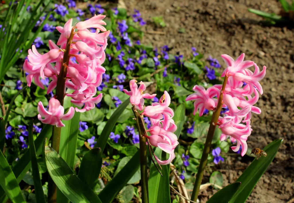 Pink Hyacinth Blooms Petals Garden