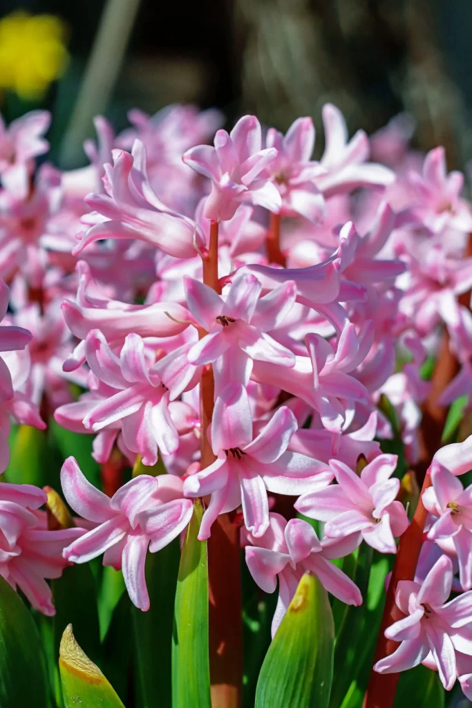 Pink Hyacinth Blooms Petals Vibrant Green