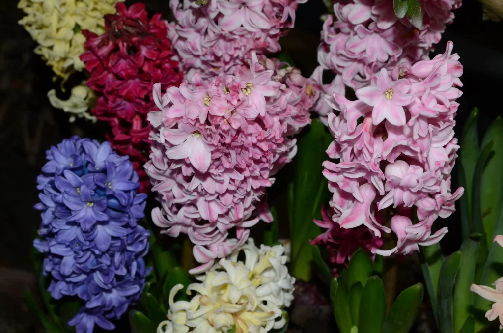 Pink Hyacinth Blooms Petals Blue Red Yellow