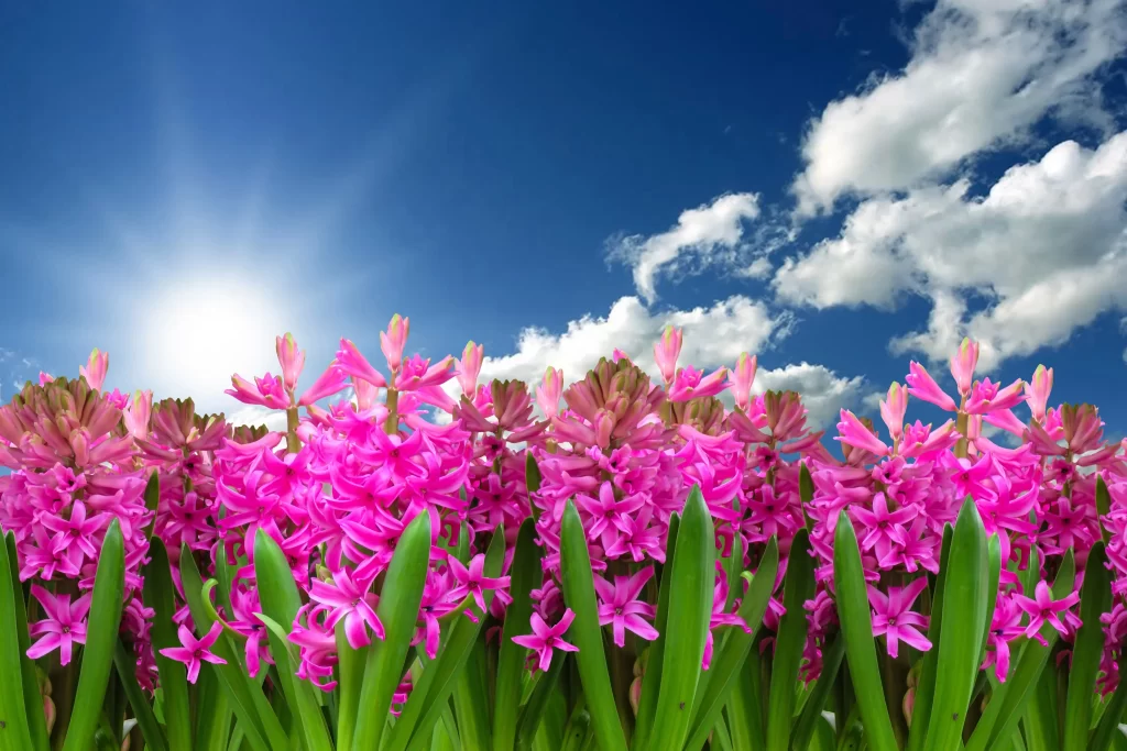 Pink Hyacinth Blooms Petals Sunlight Blue Sky