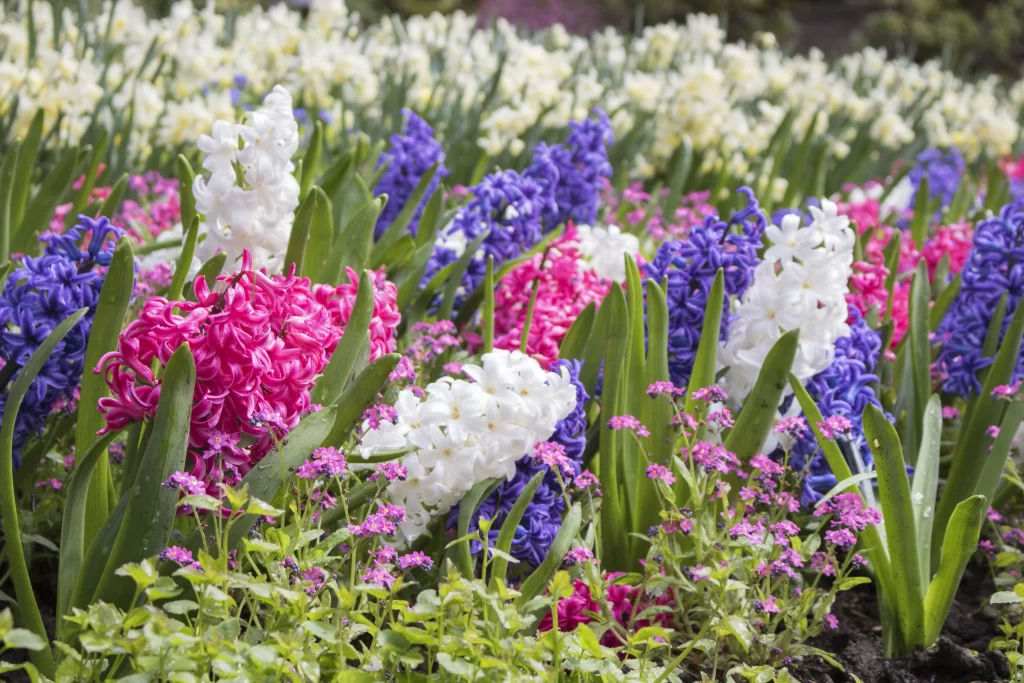 Pink Hyacinth Blooms Purple White Petals Dense Garden