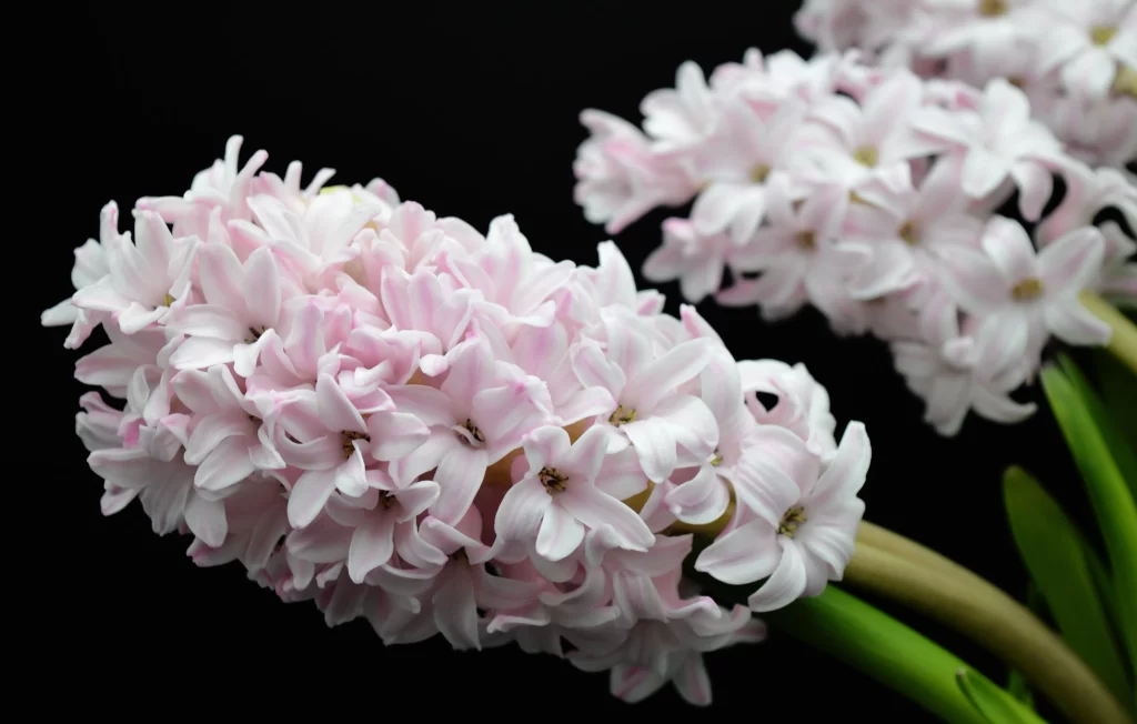 Pink Hyacinth Cluster Petals Green Stems