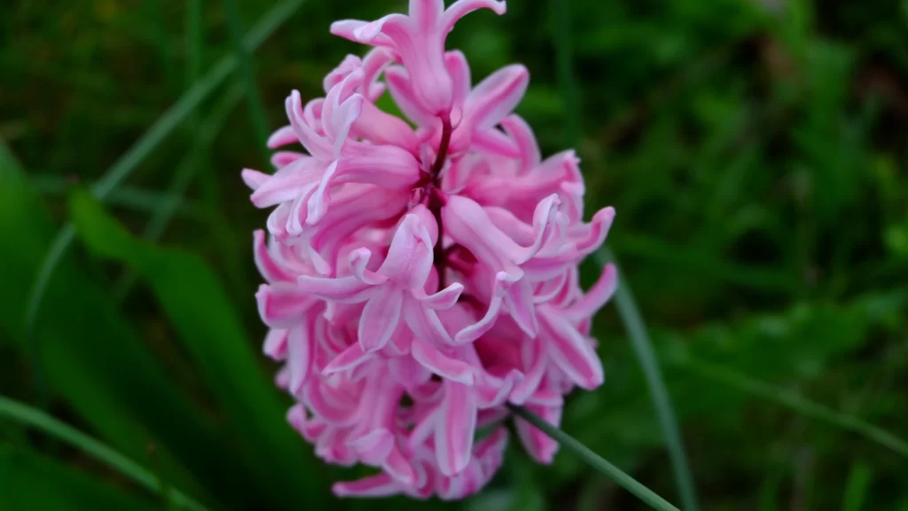 Pink Hyacinth Cluster Petals Greenery