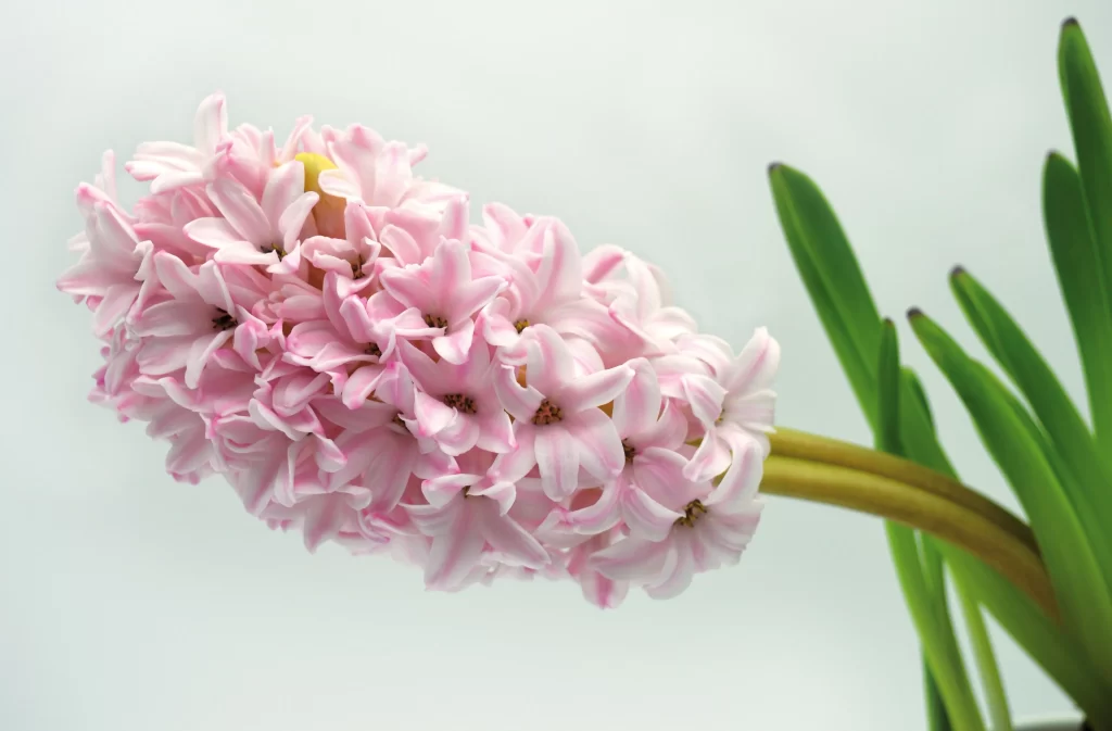 Pink Hyacinth Cluster Petals Green Leaves