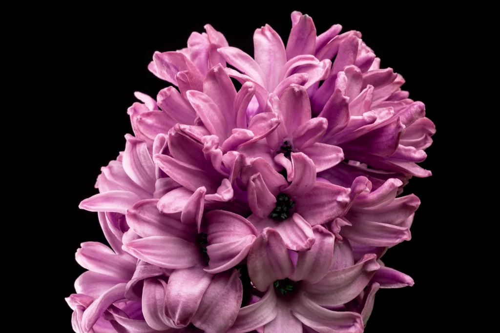 Pink Hyacinth Dense Petals Vibrant Contrast