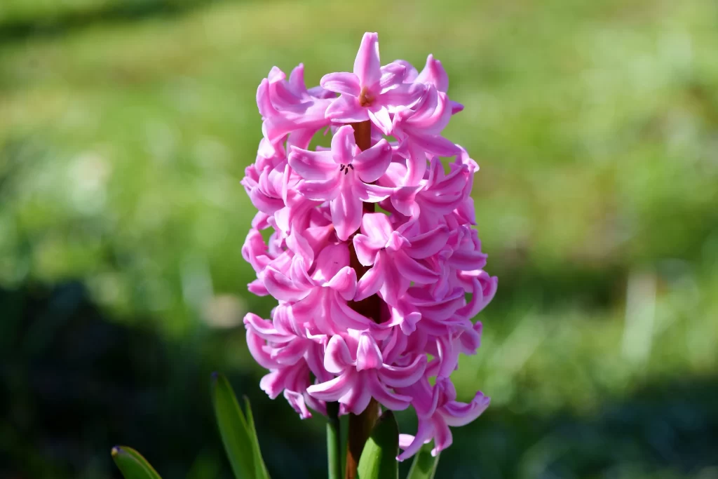 Pink Hyacinth Dense Petals Sunlit Greenery
