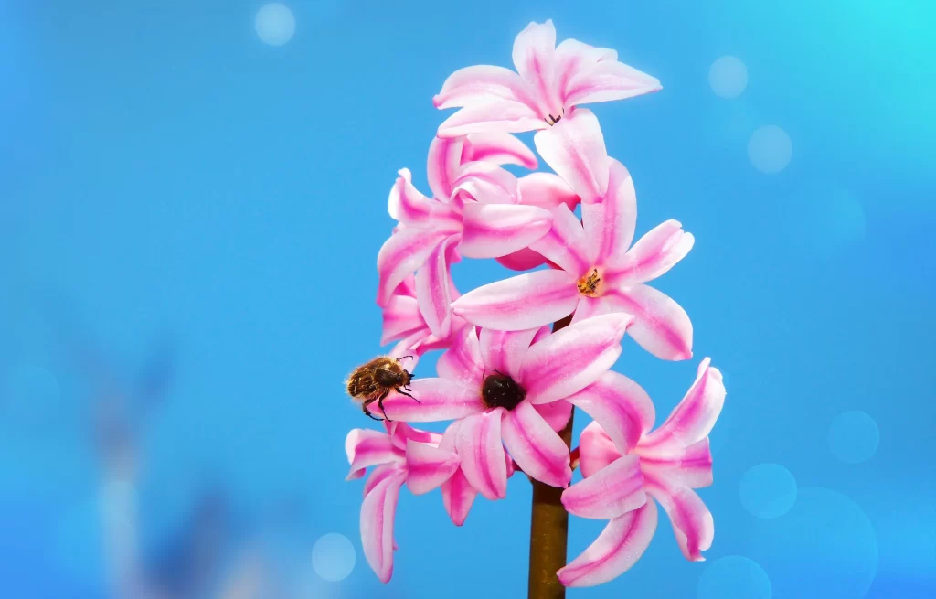 Pink Hyacinth Petals Bee Blue Background
