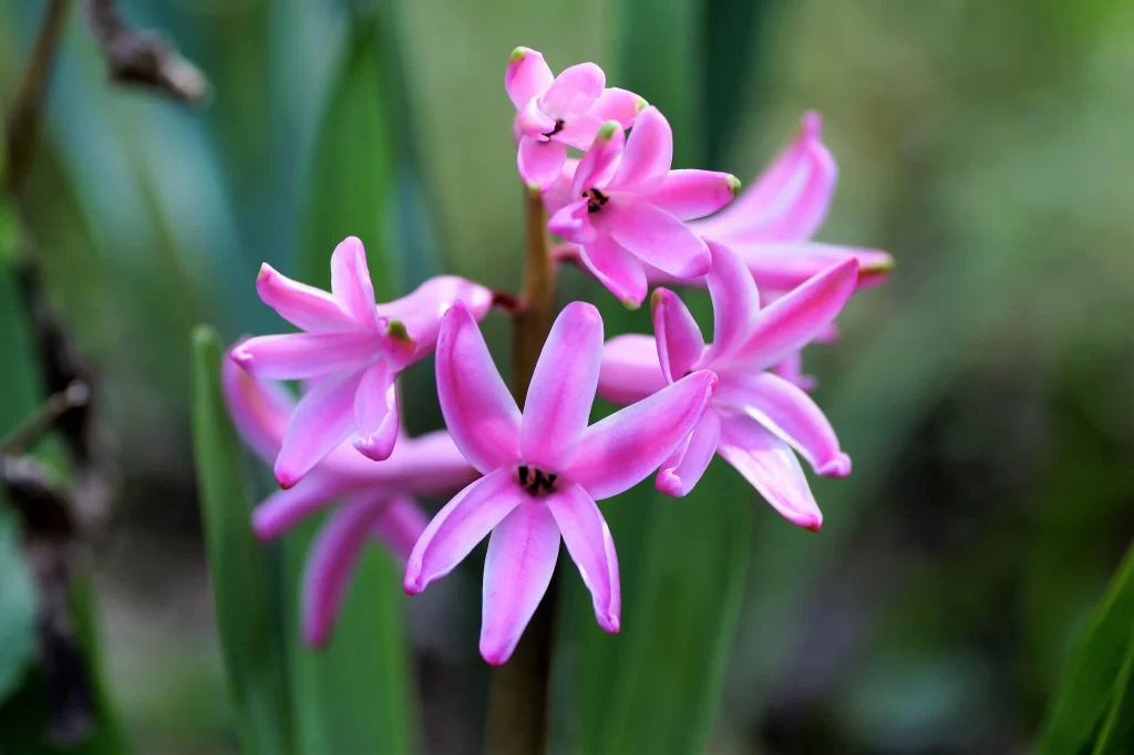 Pink Hyacinth Petals Bloom gray Garden