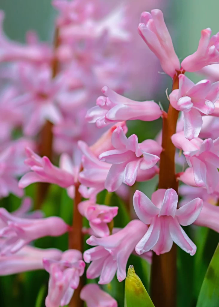 Pink Hyacinth Petals Blooming Green