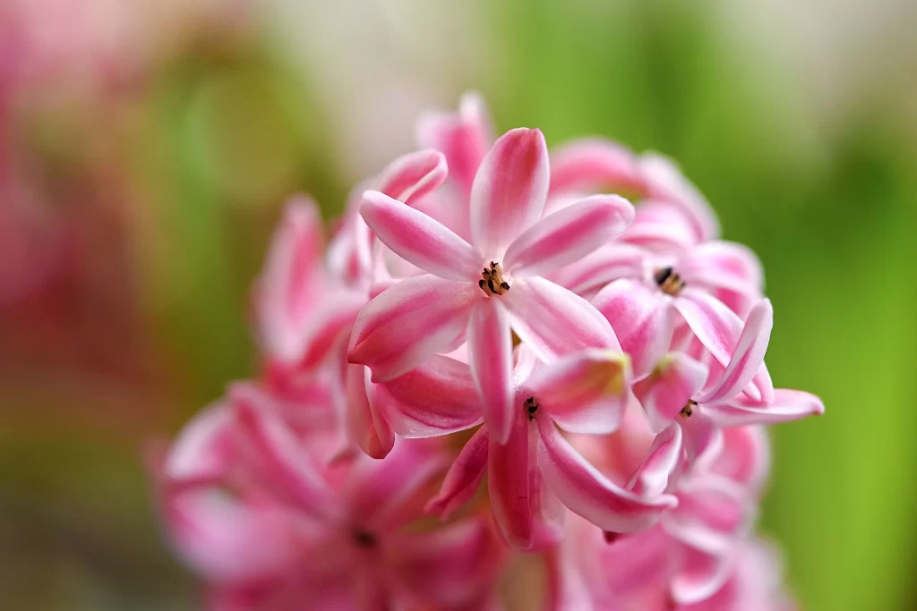 Pink Hyacinth Petals Bloom warm Garden