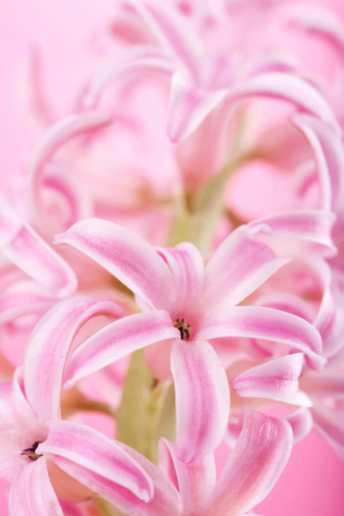 Pink Hyacinth Petals Blooming Soft