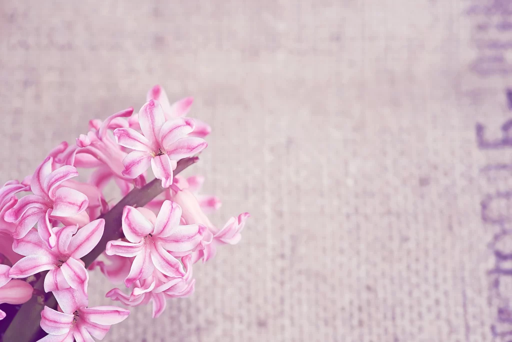 Pink Hyacinth Petals Blooming Texture