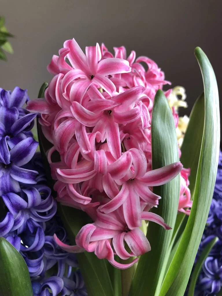 Pink Hyacinth Petals Curved Vibrant Green Leaves