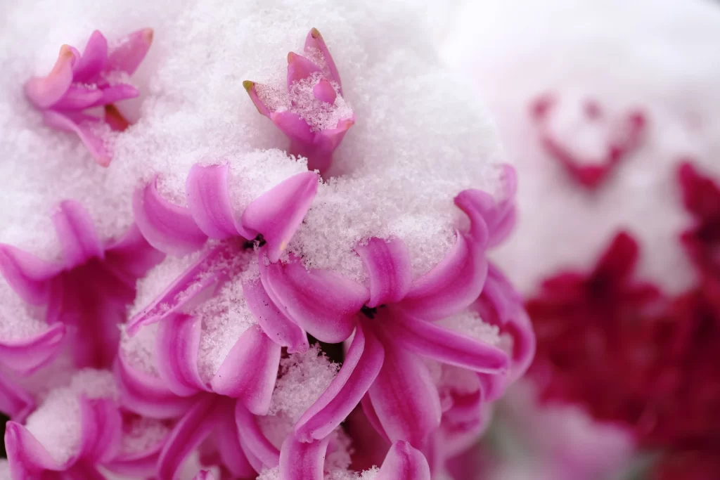 Pink Hyacinth Petals Snowy Delicate Blooms