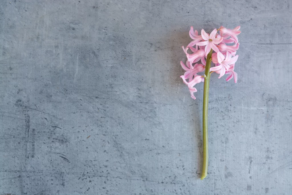 Pink Hyacinth Petals Stem Texture