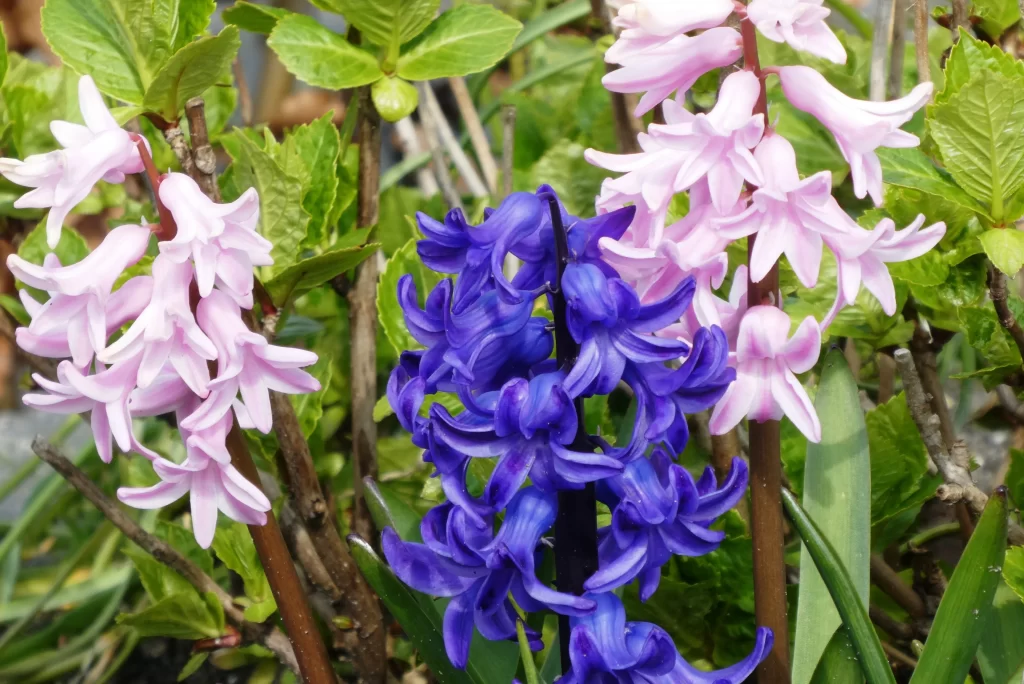Pink Hyacinth Purple Hyacinth Blooms Petals Garden