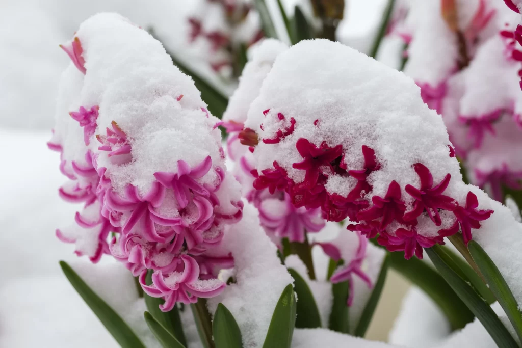 Pink Hyacinth Snow Petals Blooming
