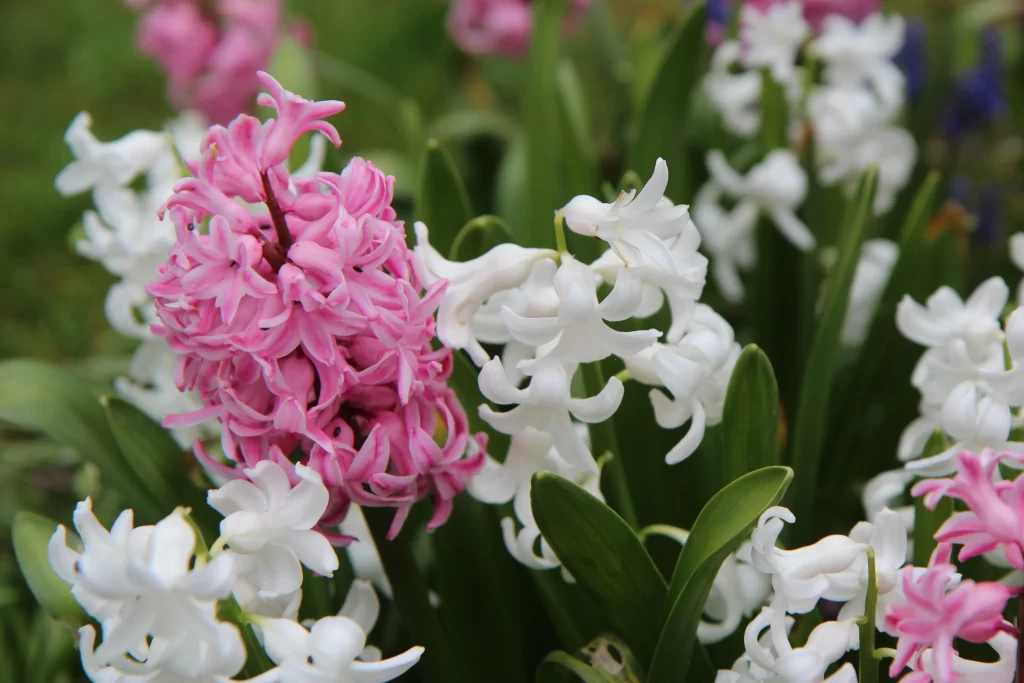 Pink Hyacinth White Petals Cluster Dense