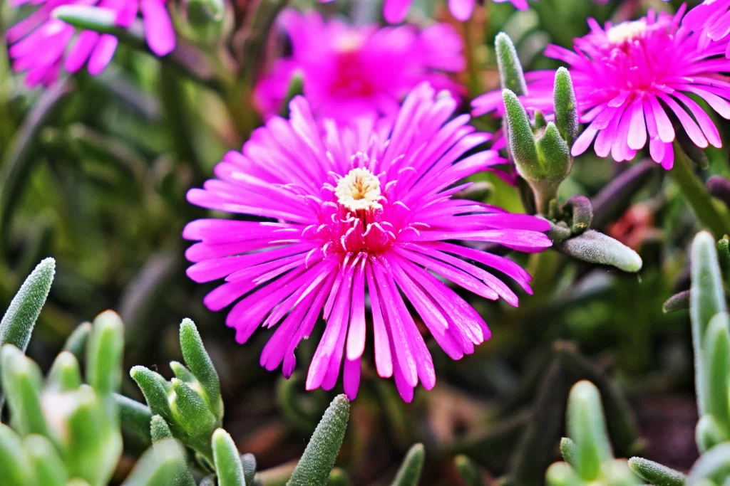 Pink Ice Plant Flower Blooming Close Up Macro