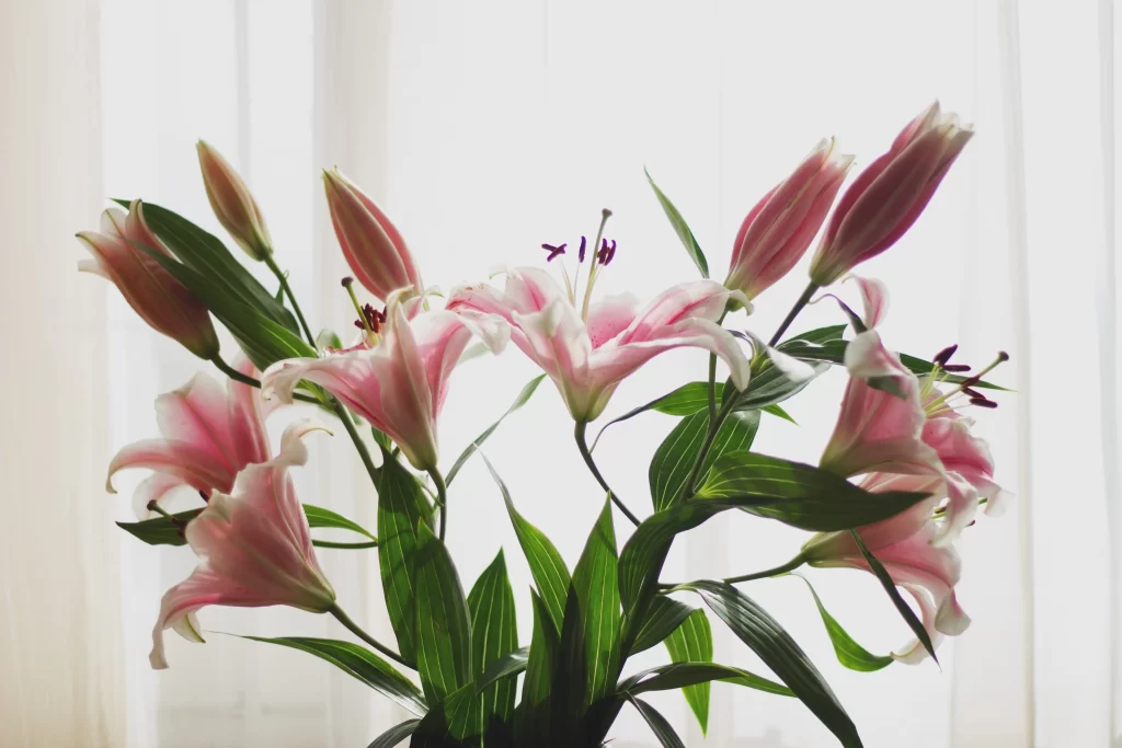Pink Lily Flower Blooming Bud Petals