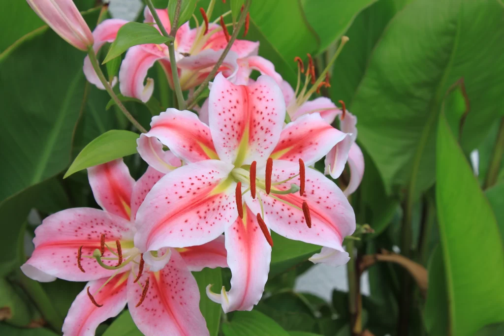 Pink Lily Flower Blooming Petals Red Spots