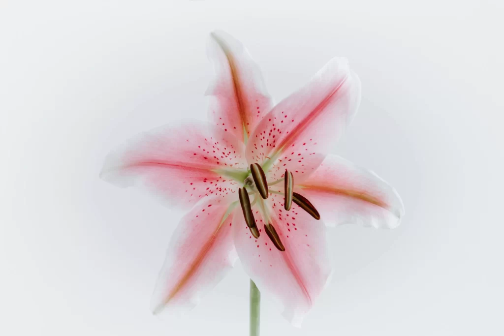 Pink Lily Flower Petals Speckled Stamens